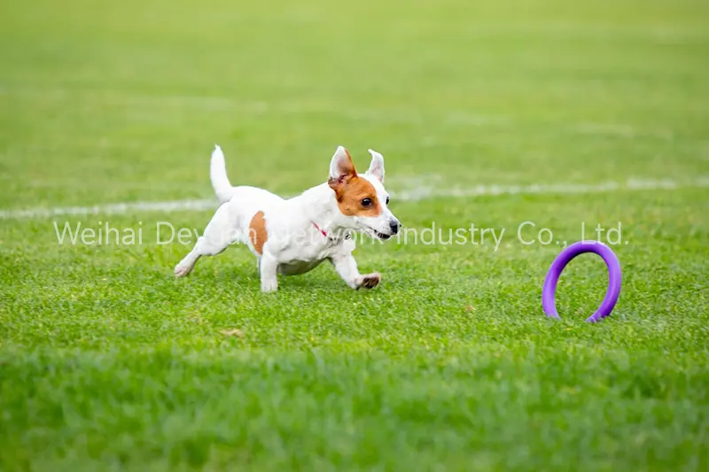 How to clean and maintain artificial grass