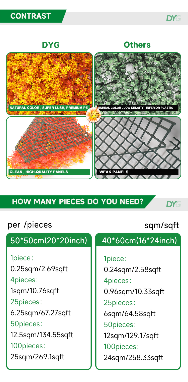 夕阳红枫叶详情_06