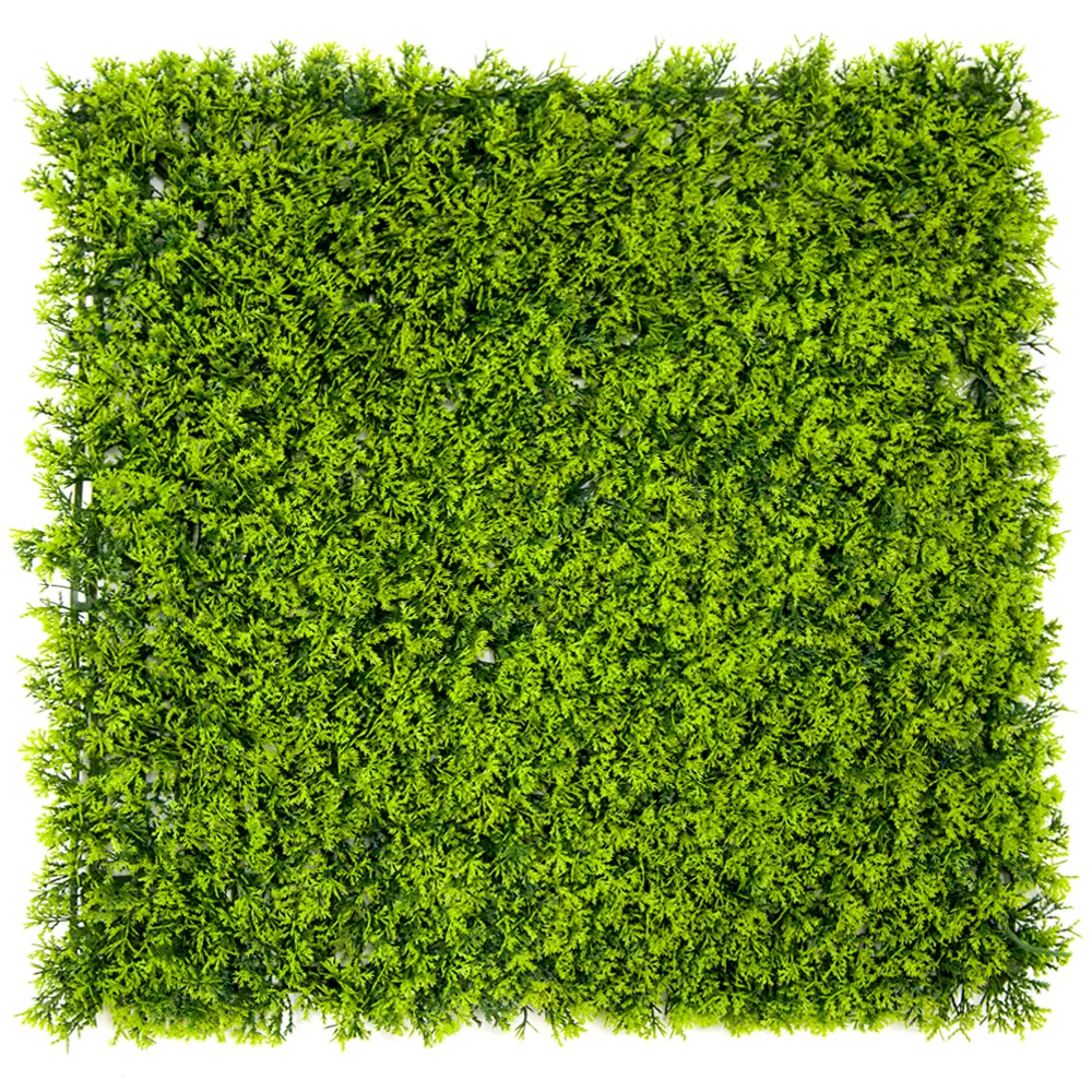 绿色茴香草主图-1