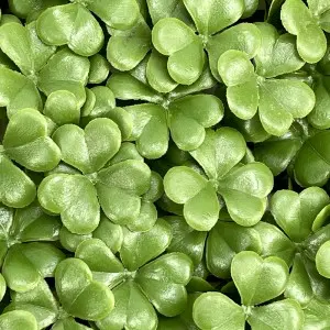 DYG High Quality Simulation Green Backdrop Restaurant Artificial Plants Grass Wall