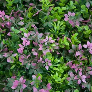 Garden Supplies Decor Unti-UV Boxwood Green Hedge Plant Panel Artificial Grass Wall