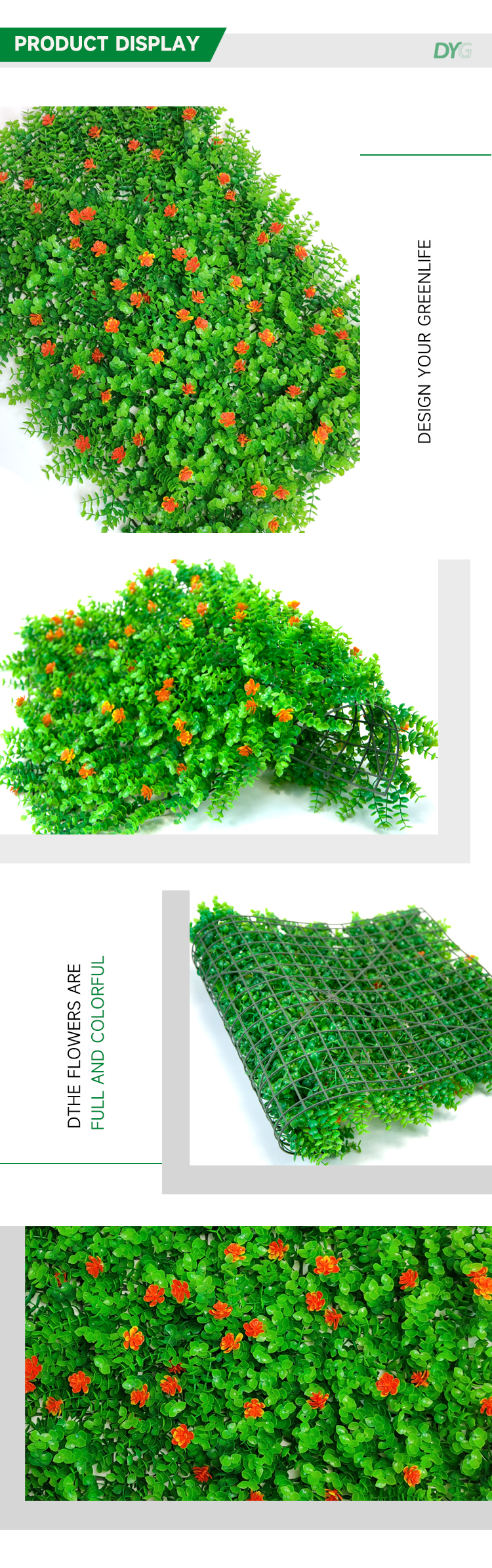 带花尤加利详情_02