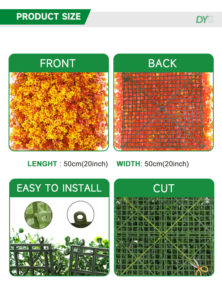 夕阳红枫叶详情_03