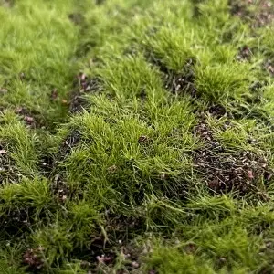 Decorative Artificial Moss Mat Green Moss Rug for Home Garden Wedding