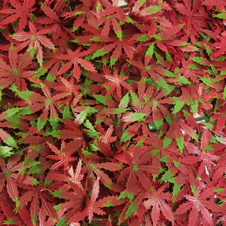 Realistic Artificial Grass - Artificial Hedge Plant, Greenery Panels Suitable for Both Outdoor or Indoor use, Garden, Backyard andor Home Decorations – Deyuan detail pictures