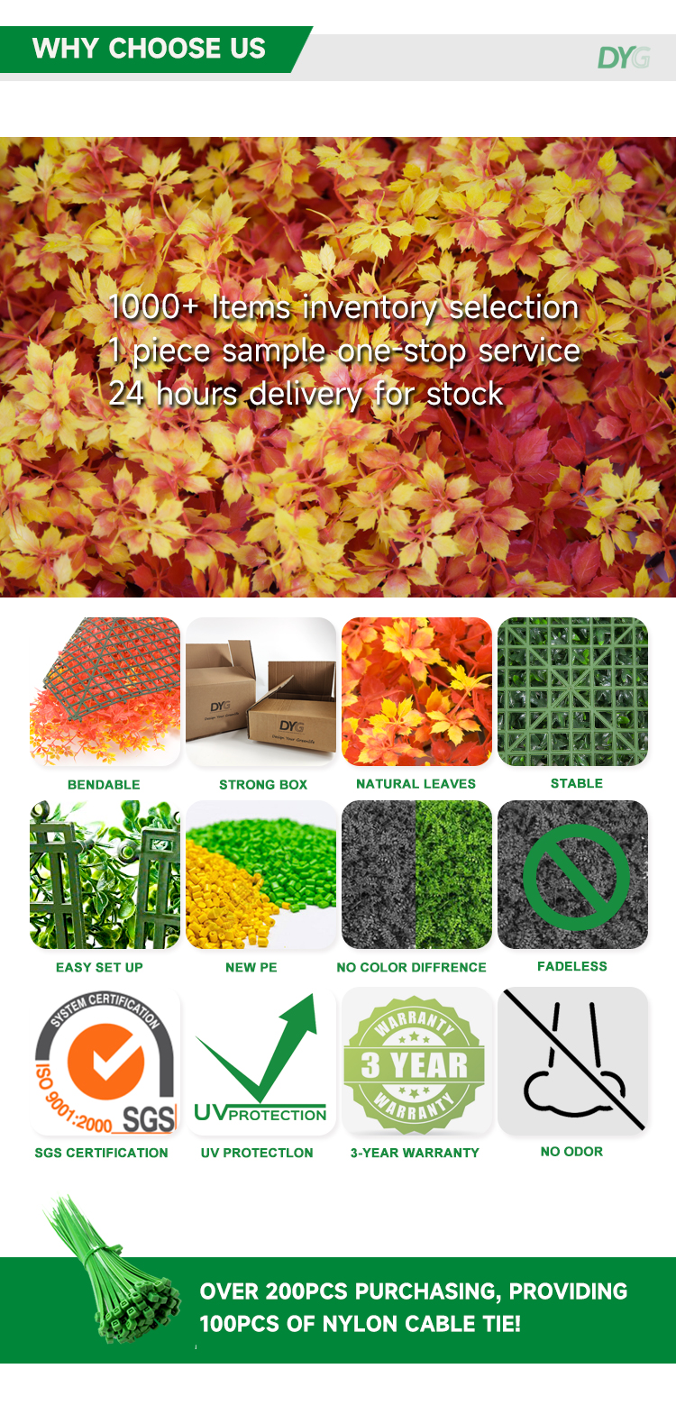 夕阳红枫叶详情_04