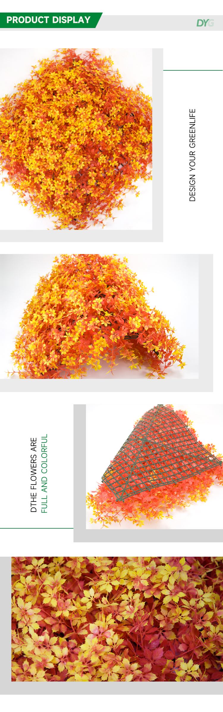 夕阳红枫叶详情_02